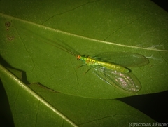 Plesiochrysa atalotis