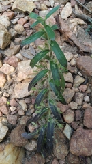 Andrographis echioides