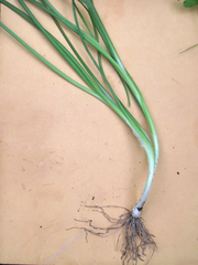 Allium canadense canadense