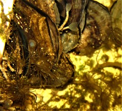Isognomon alatus