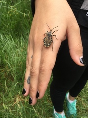 Spartocera alternata