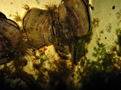 Isognomon alatus