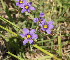 Sisyrinchium