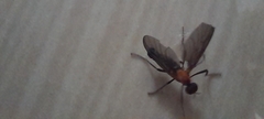Plecia