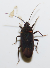 Neolethaeus assamensis