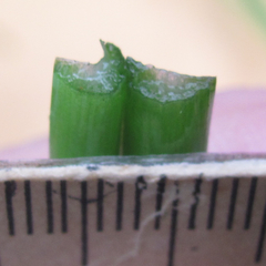 Allium canadense canadense