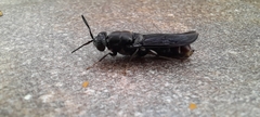 Hermetia illucens