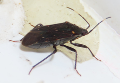 Neolethaeus assamensis