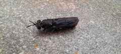 Hermetia illucens