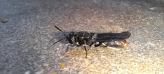 Hermetia illucens