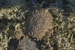 Cladonia strepsilis