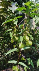 Dioscorea oppositifolia