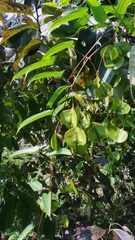 Dioscorea oppositifolia