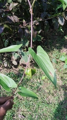 Dioscorea oppositifolia