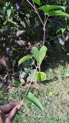 Dioscorea oppositifolia