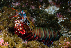 Odontodactylus scyllarus