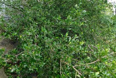 Erythroxylum emarginatum