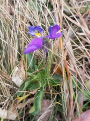 Viola calcarata