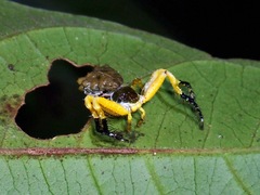 Phrynarachne ceylonica