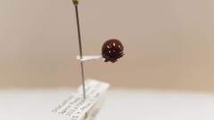 Chilocorus circumdatus