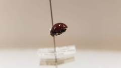 Chilocorus circumdatus