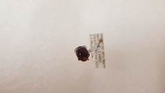 Chilocorus circumdatus