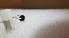 Chilocorus circumdatus