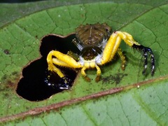 Phrynarachne ceylonica