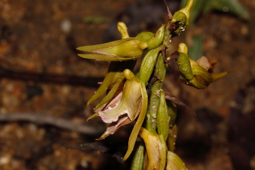 Eulophia nyasae
