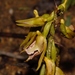 Eulophia nyasae - Photo (c) i_c_riddell, some rights reserved (CC BY), uploaded by i_c_riddell