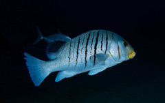 Plectorhinchus plagiodesmus
