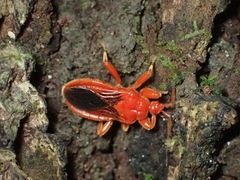 Korinchocoris