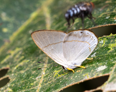 Euselasia eusepus