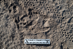 Lepus californicus bennettii