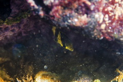 Chaetodontidae