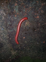 Trigoniulus corallinus