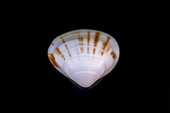 Tivela