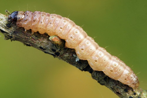 European Corn Borer Moth
