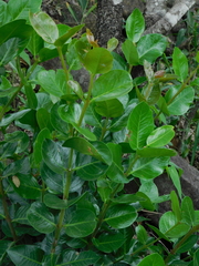 Acokanthera rotundata