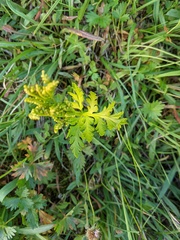 Botrychium lanceolatum image