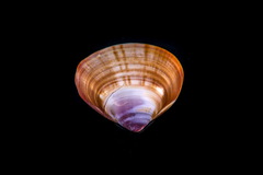 Tivela