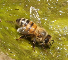 Apis mellifera