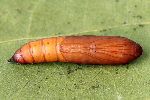 European Corn Borer Moth, photo 4 of 10