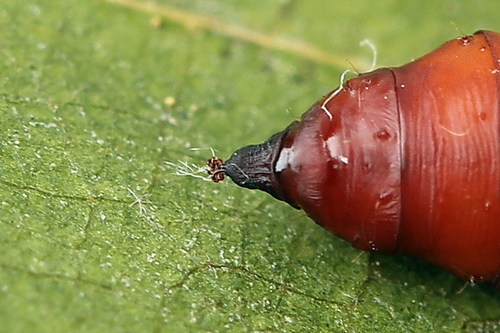 European Corn Borer Moth, photo 5 of 10