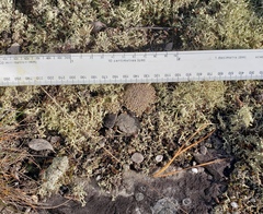 Cladonia strepsilis