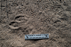 Lepus californicus bennettii