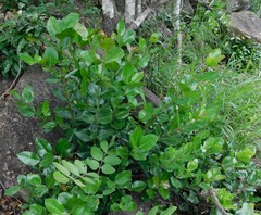 Acokanthera rotundata