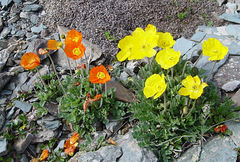 Papaver tianschanicum