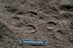 Lepus californicus bennettii