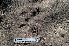 Lepus californicus bennettii